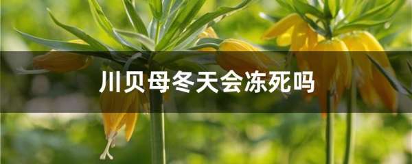 川贝母冬天会冻死吗