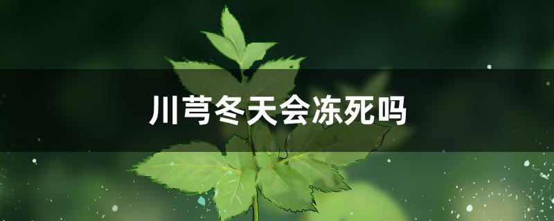 川芎冬天会冻死吗
