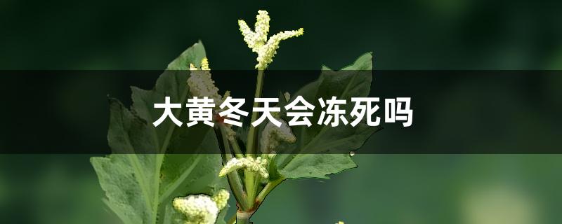 大黄冬天会冻死吗