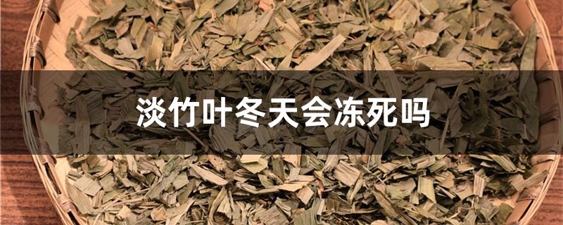 淡竹叶冬天会冻死吗