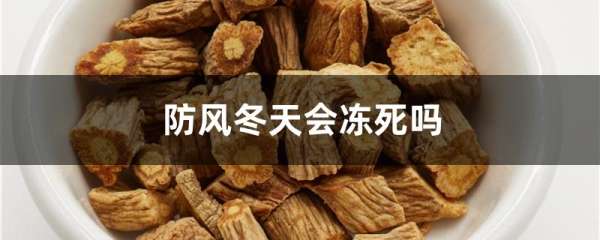 防风冬天会冻死吗