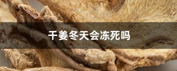干姜冬天会冻死吗