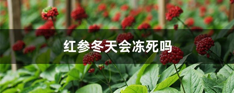 红参冬天会冻死吗