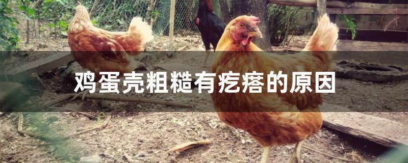鸡蛋壳粗糙有疙瘩的原因