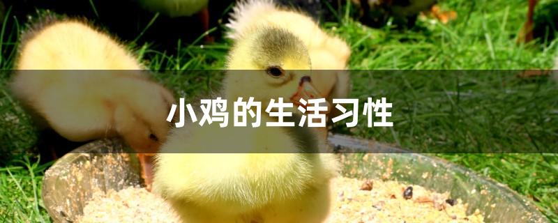 小鸡的生活习性
