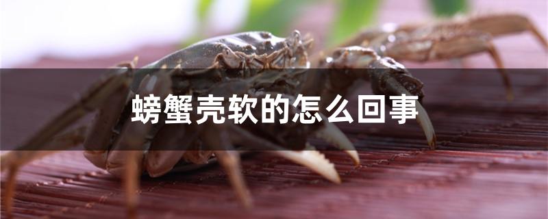 螃蟹壳软的怎么回事