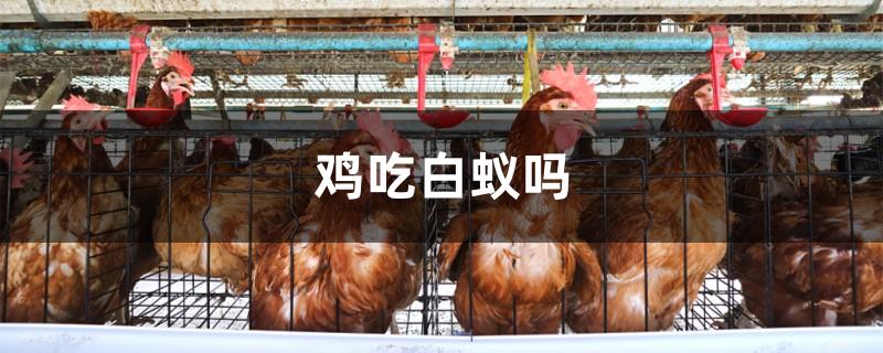 鸡吃白蚁吗