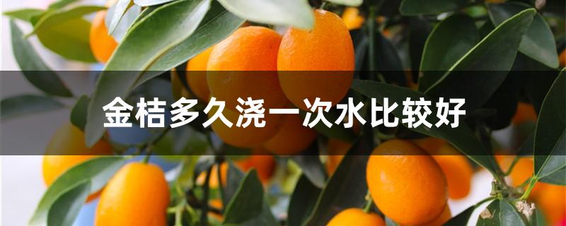 金桔多久浇一次水比较好