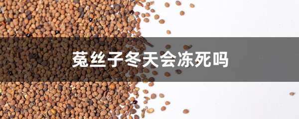 菟丝子冬天会冻死吗