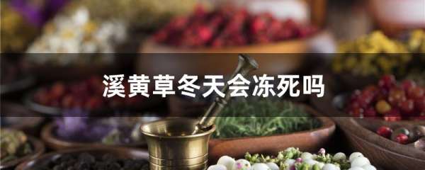 溪黄草冬天会冻死吗