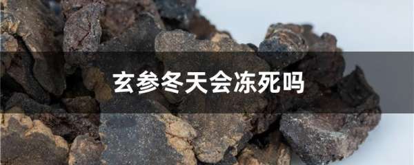 玄参冬天会冻死吗