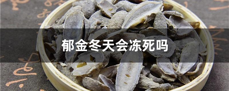 郁金冬天会冻死吗