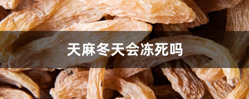天麻冬天会冻死吗