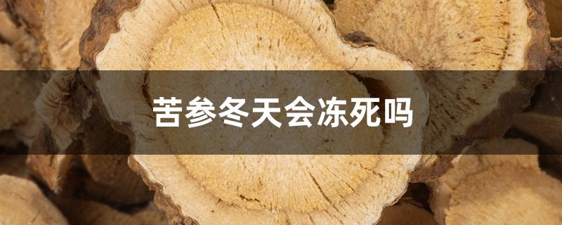 苦参冬天会冻死吗