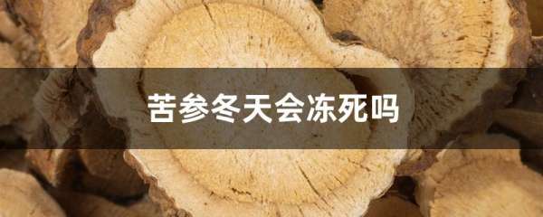 苦参冬天会冻死吗