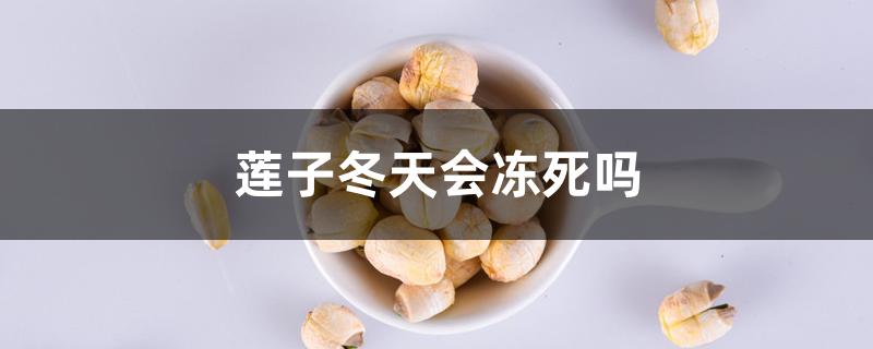 莲子冬天会冻死吗
