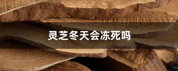 灵芝冬天会冻死吗