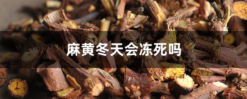 麻黄冬天会冻死吗