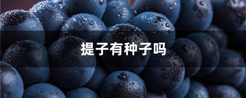 提子有种子吗