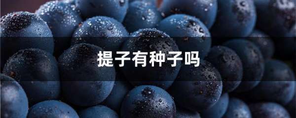 提子有种子吗
