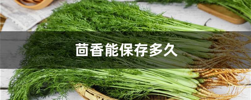 茴香能保存多久