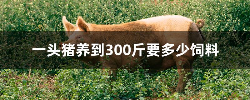一头猪养到300斤要多少饲料