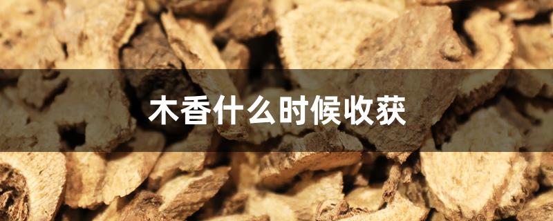 木香什么时候收获