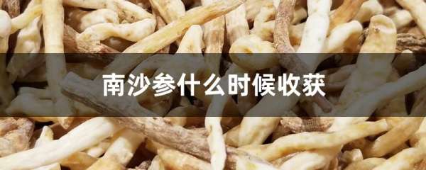 南沙参什么时候收获