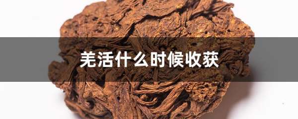 羌活什么时候收获