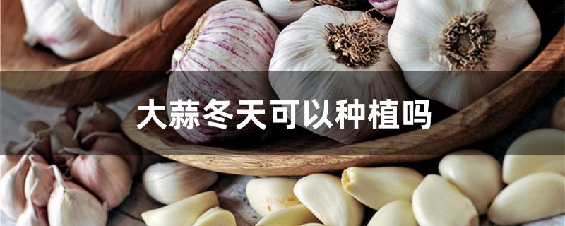 大蒜冬天可以种植吗