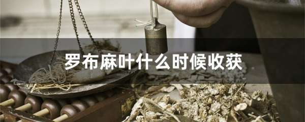 罗布麻叶什么时候收获