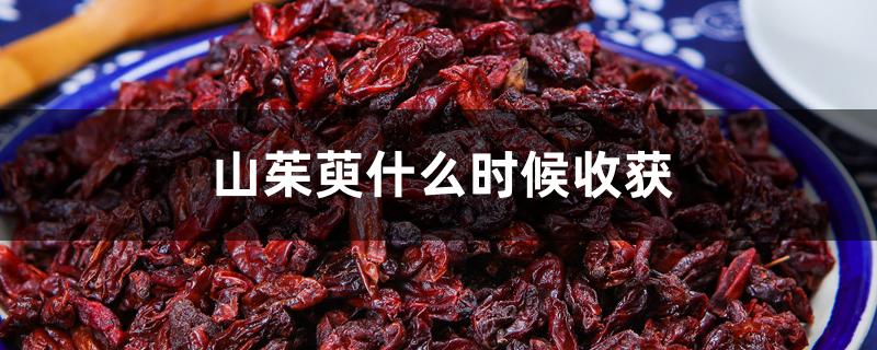 山茱萸什么时候收获