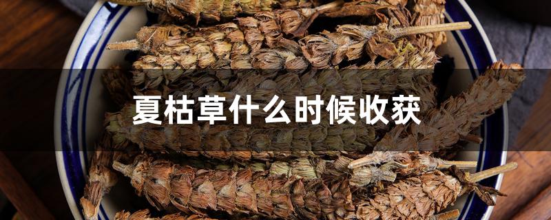 夏枯草什么时候收获