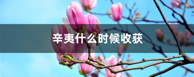 辛夷什么时候收获