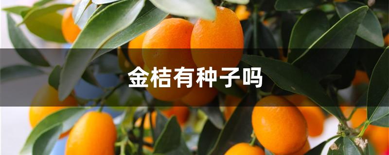 金桔有种子吗