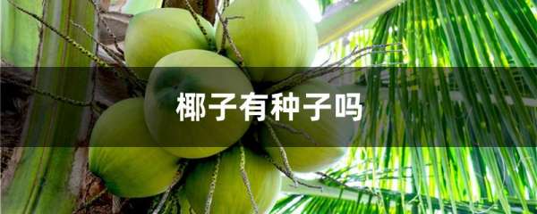 椰子有种子吗