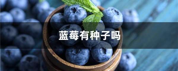 蓝莓有种子吗