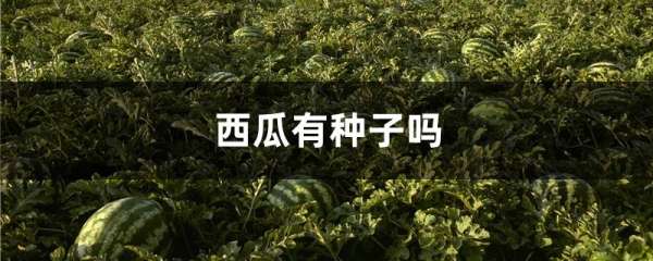 西瓜有种子吗