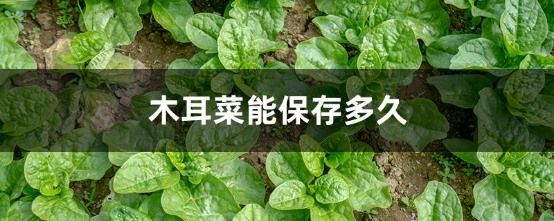 木耳菜能保存多久