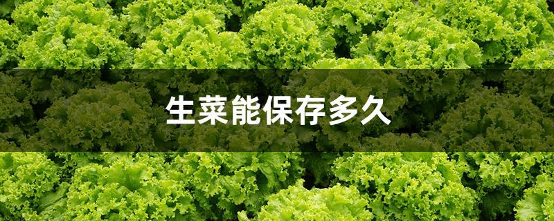 生菜能保存多久