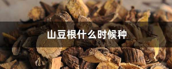 山豆根什么时候种
