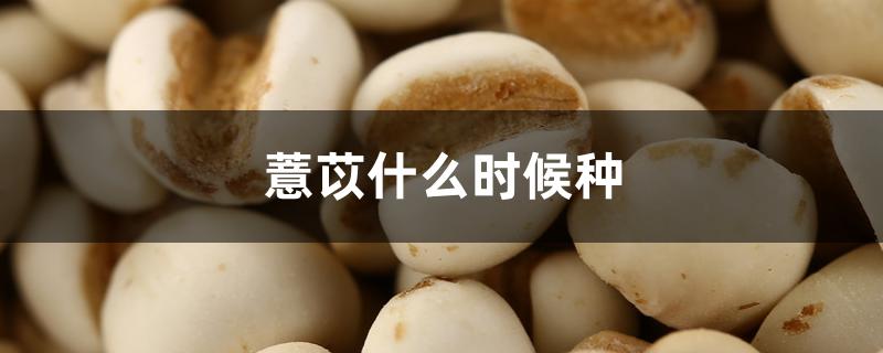 薏苡什么时候种