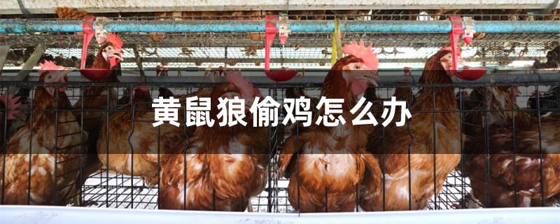 黄鼠狼偷鸡怎么办