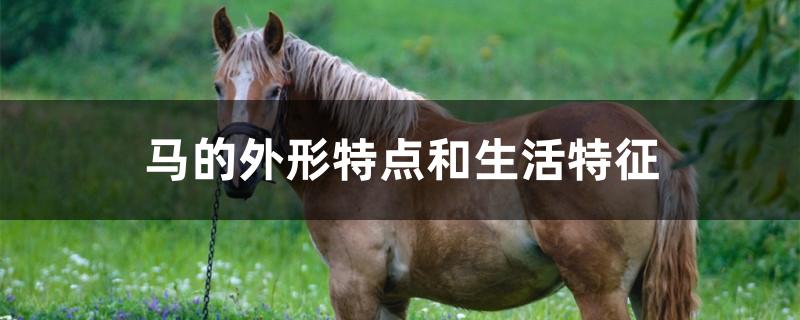 马的外形特点和生活特征