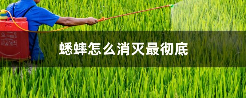 蟋蟀怎么消灭最彻底