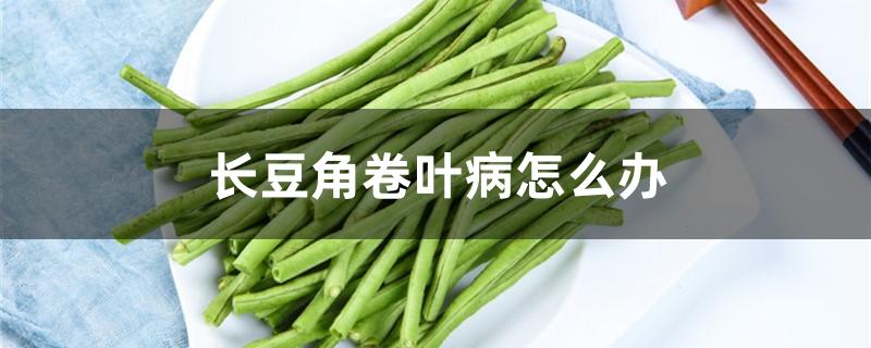长豆角卷叶病怎么办