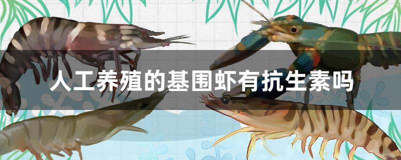 人工养殖的基围虾有抗生素吗