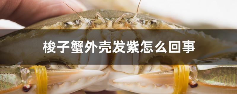 梭子蟹外壳发紫怎么回事