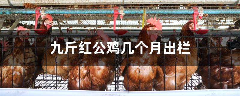 九斤红公鸡几个月出栏