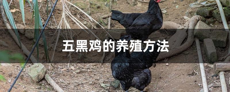 五黑鸡的养殖方法